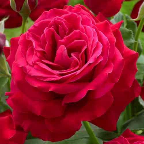 Саджанці троянд Дам Де Кер (привитий) - 2-річний Чернівці