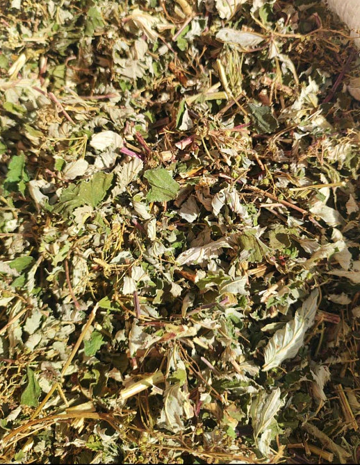 Таволга вязолистная  (Лабазник), 1кг. MasterSEM Киев - изображение 1