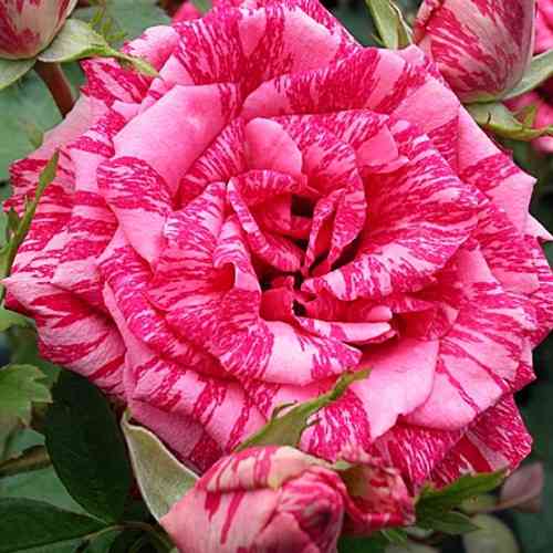 Саджанці чайно-гібридних троянд Пінк Інтуїшн (привитий) Чернівці