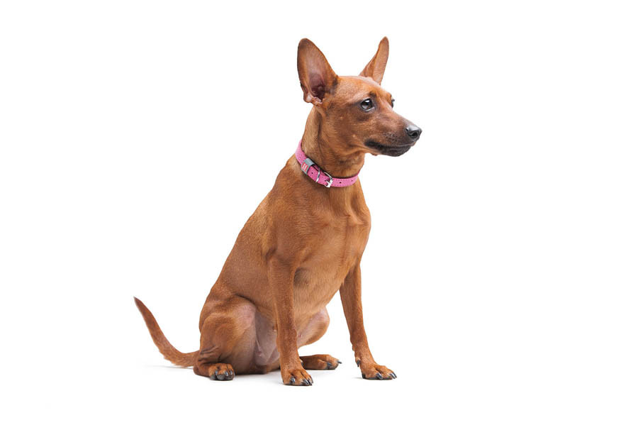 Нашийник для собак шкіряний WAUDOG Classic, Ш 12 мм, Дов 21-29 см рожевий Коломыя - изображение 7