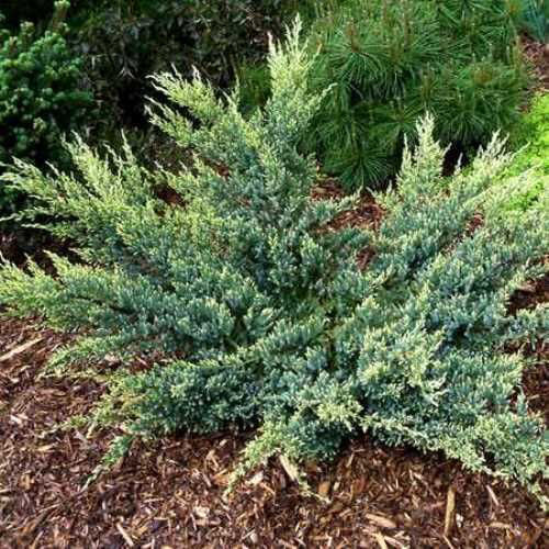 Саджанці ялівцю Дрім Джой (черенкований) - 3-річний Чернівці - фото 1