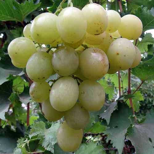 Саженцы винограда Тянь-Шань (черенкованный) - 2-летний Черновцы