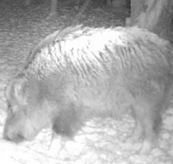 Бінокль нічного ведення Night Vision Binoculars ОПТ ДРОП Київ