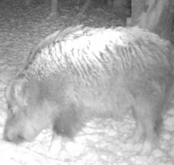 Бінокль нічного ведення Night Vision Binoculars ОПТ ДРОП Київ - фото 1