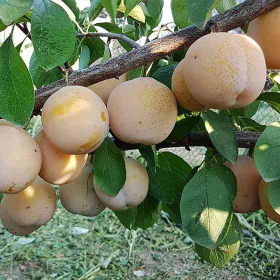 Саджанці сливи Ренклод Білий (привитий) - 1-річний Чернівці