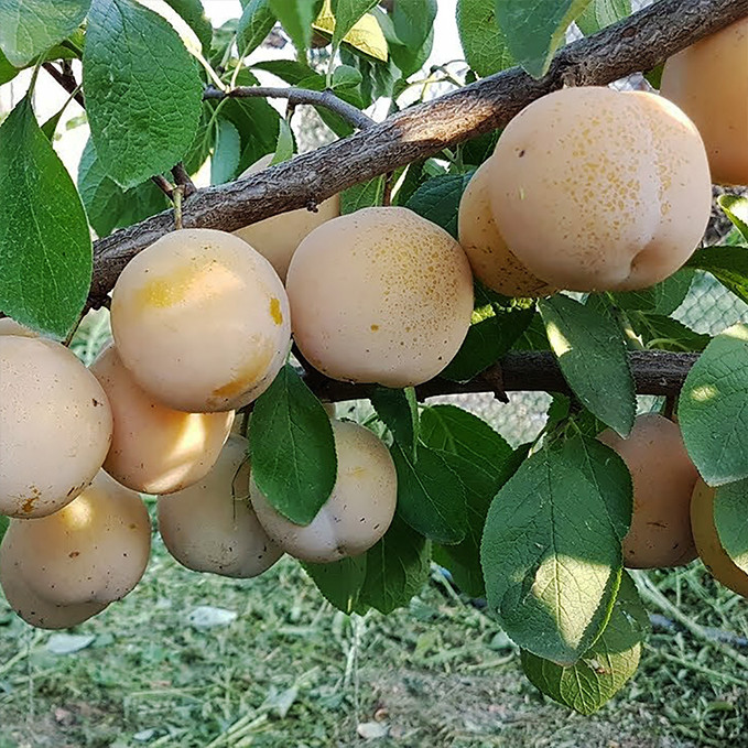 Саджанці сливи Ренклод Білий (привитий) - 1-річний Чернівці - фото 1