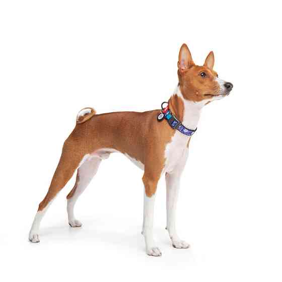 Нашийник для собак нейлоновий WAUDOG Nylon з QR-паспортом, малюнок "Рік і Морті 2", пластиковий фастекс, L, Ш Вінниця