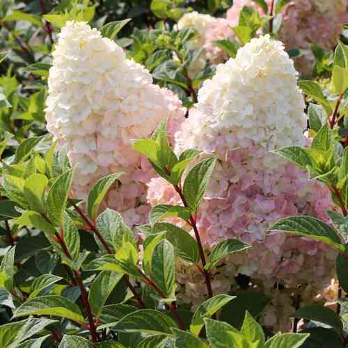 Саджанці гортензії Срібний Долар (черенкований) - 2-річний Чернівці