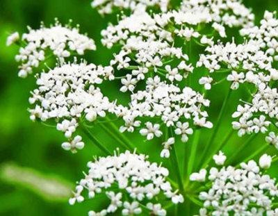 Насіння анісу звичайного (Семена аниса обыкновенного) 100г master sem Киев - изображение 2