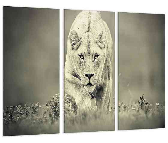 Модульная картина Львица на охоте Art-207_XXL 53x100 см Киев