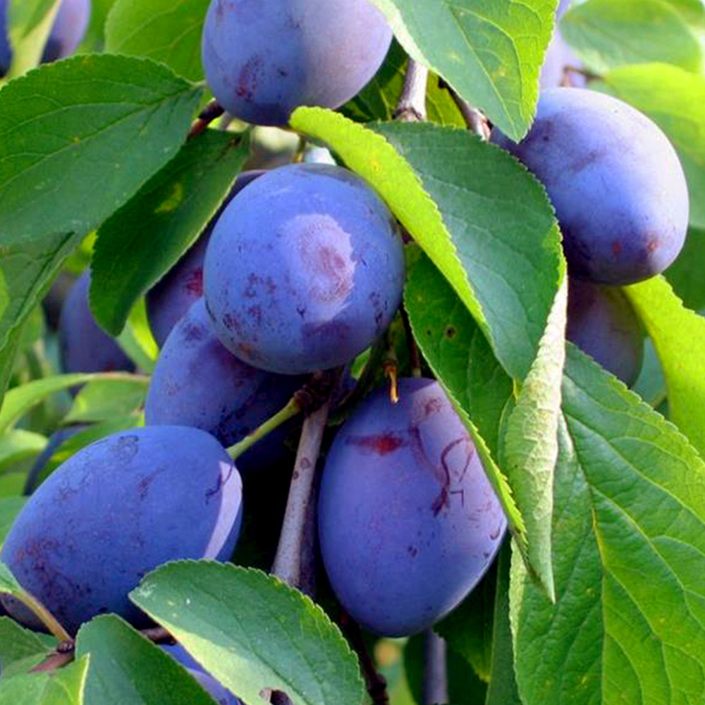 Саджанці сливи Джойо (привитий) - 2-річний Чернівці - фото 2