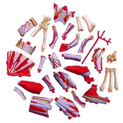 Пазл 4D Master Об&apos;ємна анатомічна модель Рука людини (FM-626009) Вінниця