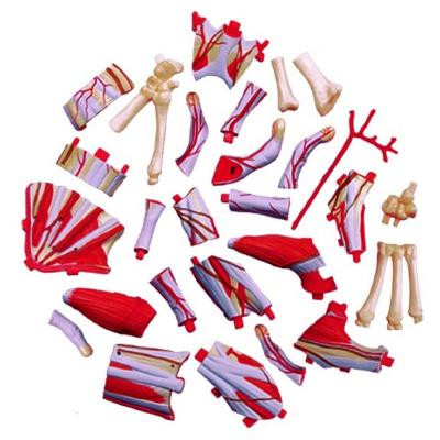 Пазл 4D Master Об&apos;ємна анатомічна модель Рука людини (FM-626009) Вінниця - фото 3