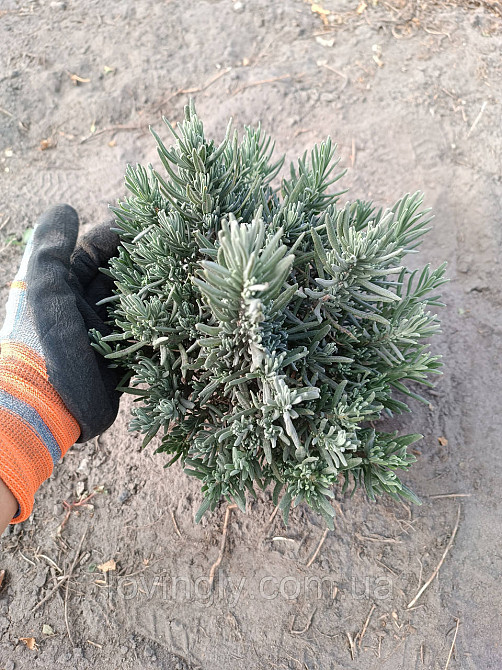 Дворічні сформовані саджанці лаванди рожевого кольору Loddon Pink Ірпінь - фото 5