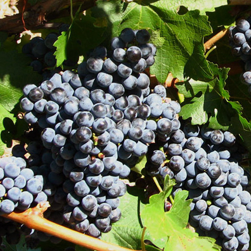 Саженцы винограда Кабарне (черенкованный) - 2-летний Черновцы - изображение 1