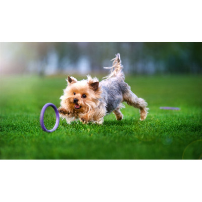 Игрушка для собак Puller Micro 13 см 2шт (6489) Винница - изображение 5