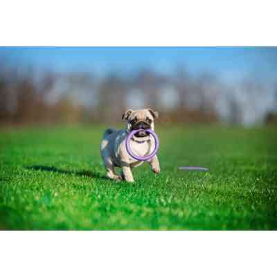 Игрушка для собак Puller Micro 13 см 2шт (6489) Винница