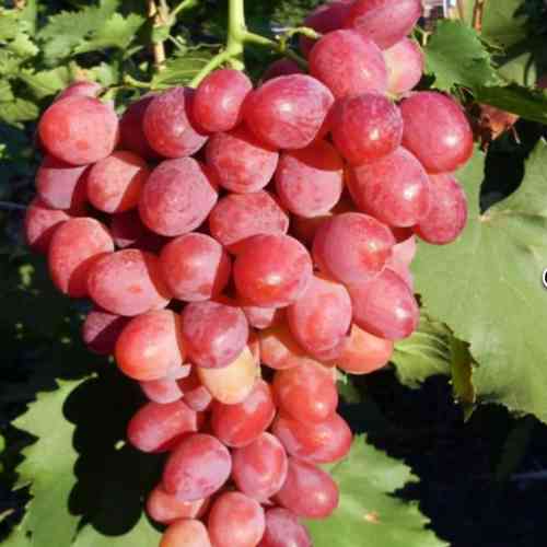 Cаджанці винограду Рубіновий Ювілей (черенкований) - 2-річний Чернівці