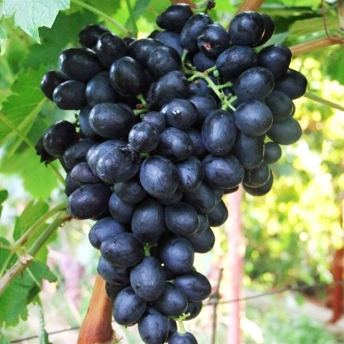 Саженцы винограда Иванка (черенкованный) - 2-летний Черновцы - изображение 1