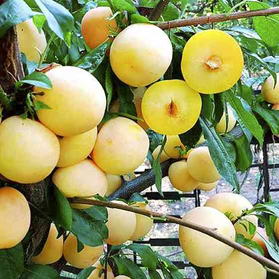 Саджанці диплоїдної сливи То-Че-Сан (привитий) - 2-річний Чернівці