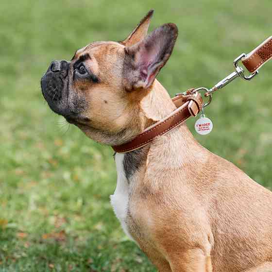 Нашийник для собак шкіряний WAUDOG Soft з QR паспортом, Ш 15 мм, Дов 27-36 см коричневий Коломыя