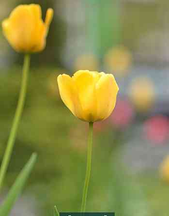 Объектив: Nikon 85 mm. f/1.8D AF Nikkor. Киев