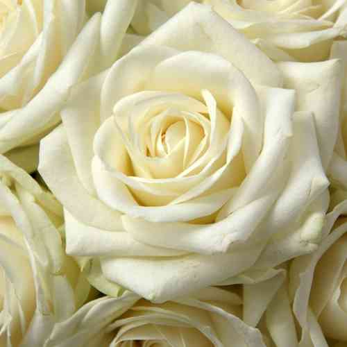 Саджанці троянд Вайт Шоколад (привитий) - 2-річний Чернівці