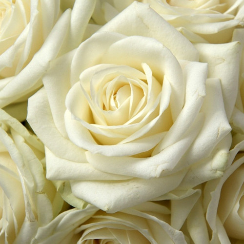 Саженцы роз Вайт Шоколад (привитый) - 2-летний Черновцы - изображение 1