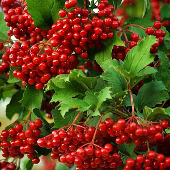 Саженцы калины Закат (черенкованный) - 2-летний Черновцы