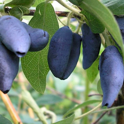 Саджанці жимолості Ведмедиця (черенкований) - 3-річний Чернівці - фото 1