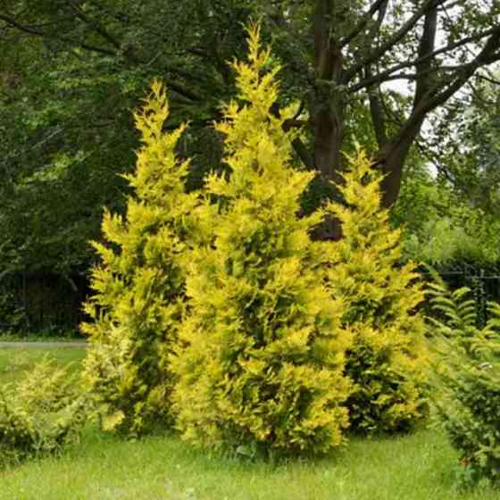 Саженцы западной туи Джанет Голд Черновцы