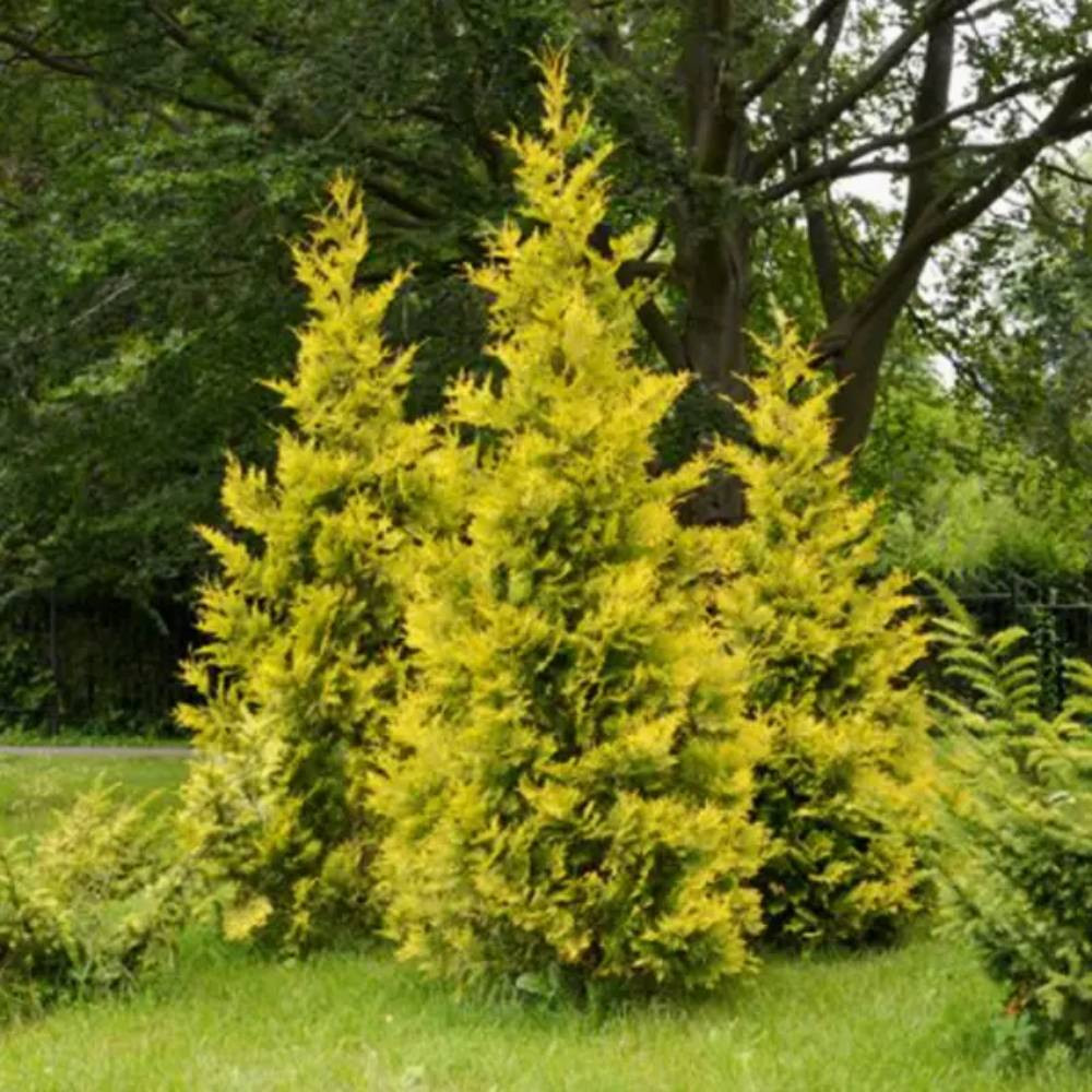 Саженцы западной туи Джанет Голд Черновцы - изображение 2