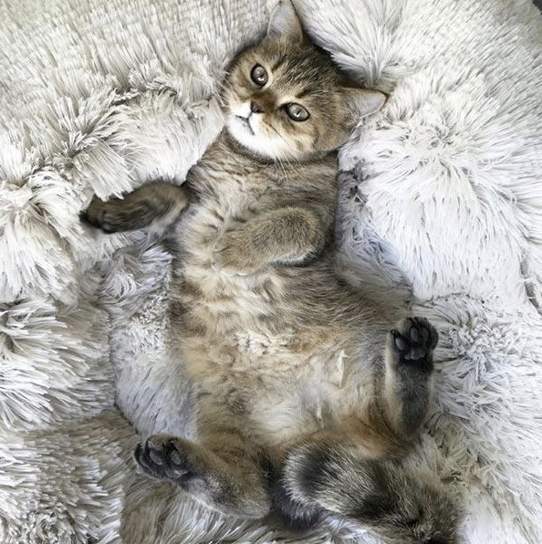 Лежак мягкий для домашних животных круглый Purlov (22759) Серый Нововолынск - изображение 9