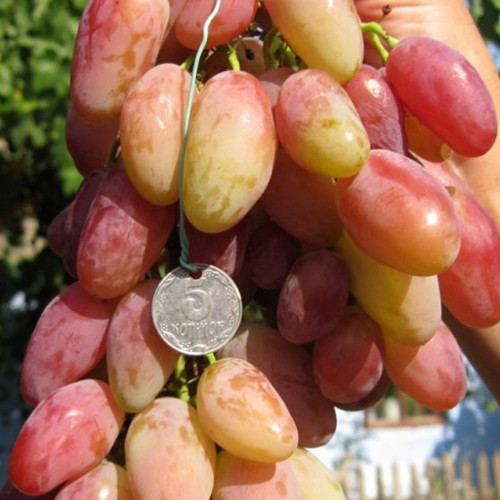 Саженцы винограда Диксон (черенкованный) - 1-летний Черновцы - изображение 1