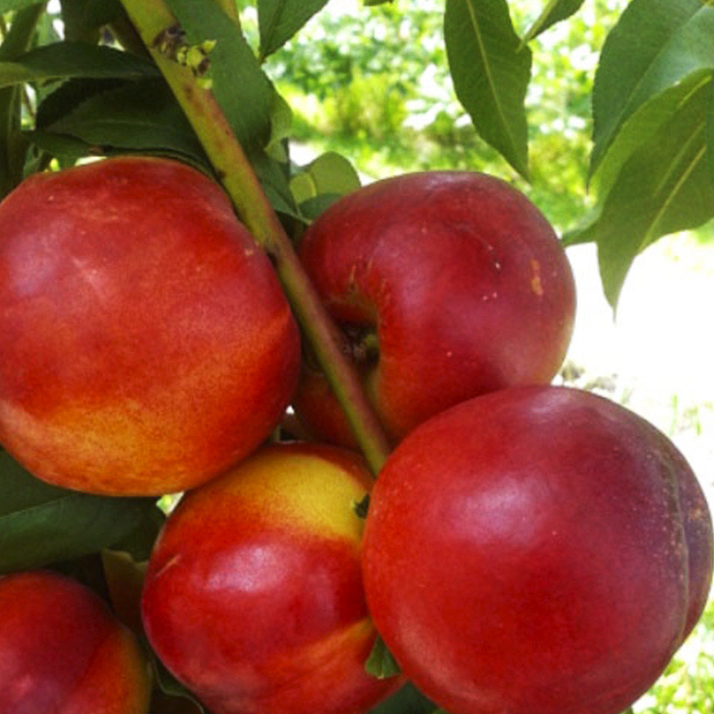 Саженцы нектарина Ванг-3 (привитый) - 2-летний Черновцы - изображение 2