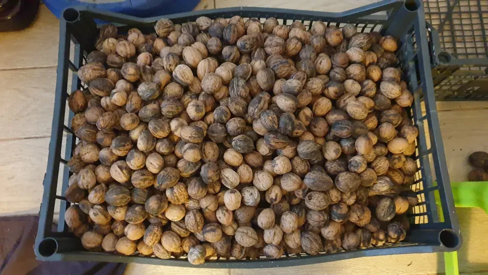 Орехи 2025. Одесса Одесса - изображение 2