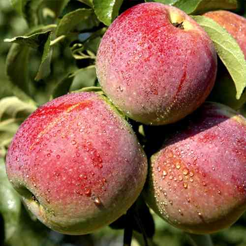 Саженцы яблони Виста Бела (привитый) - 2-летний Черновцы