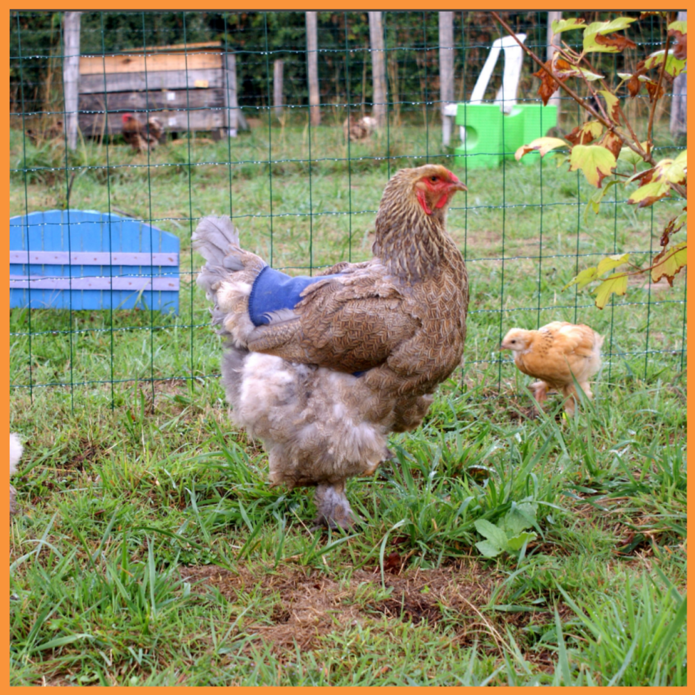 Садова сітка  12мм*14мм 1м*100 метрів пластикова сітка для паркану пташка Дніпро - фото 7