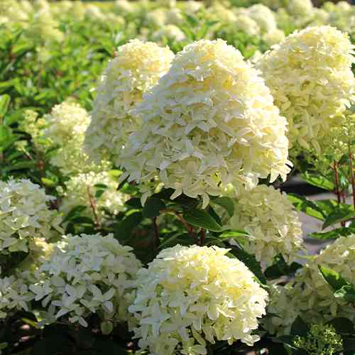 Саджанці гортензії Вайт Лай (черенкований) - 2-річний Чернівці