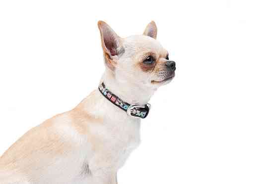 Нашийник для собак шкіряний WAUDOG Design з QR паспортом, малюнок "Пончики", XXS, Ш 12 мм, Дов Коломия