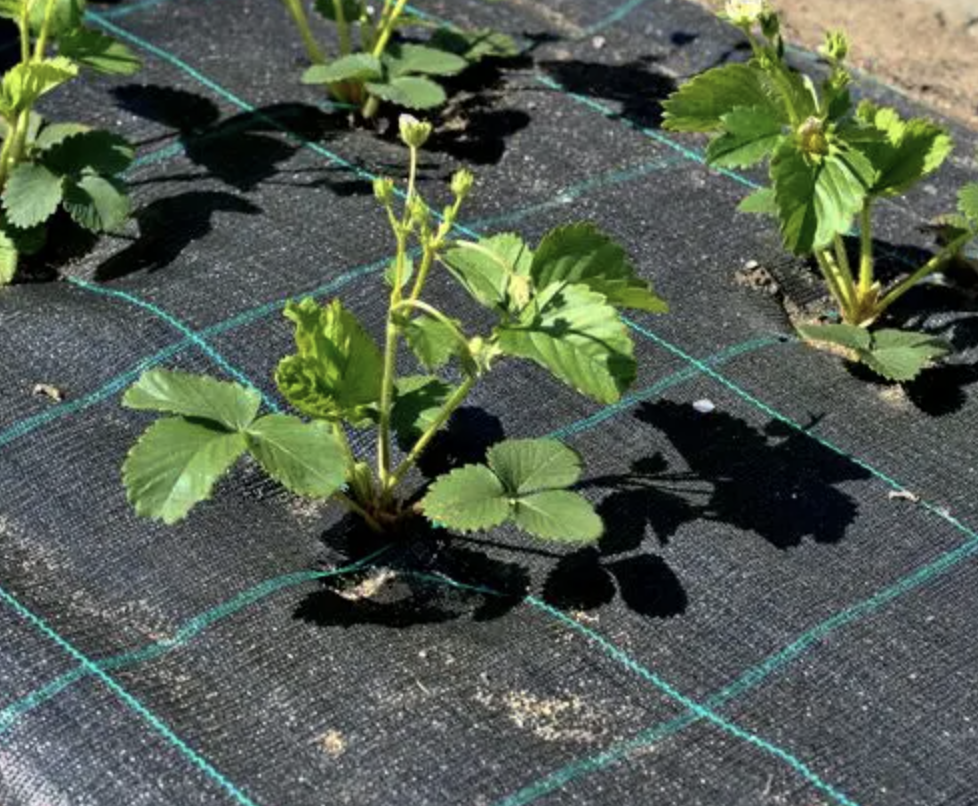 Комплект кілочків для кріплення агроволокна, агротканини, геотекстилю (20 штук) Дніпро - фото 5