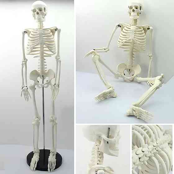 Велика модель скелета RESTEQ деталізована фігурка скелета анатомічний скелет людини 45см Київ