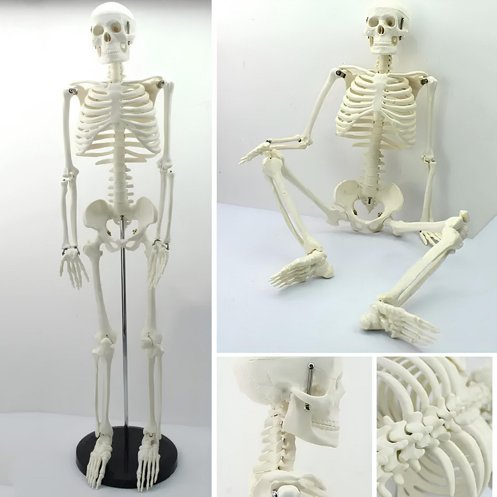 Велика модель скелета RESTEQ деталізована фігурка скелета анатомічний скелет людини 45см Київ - фото 1