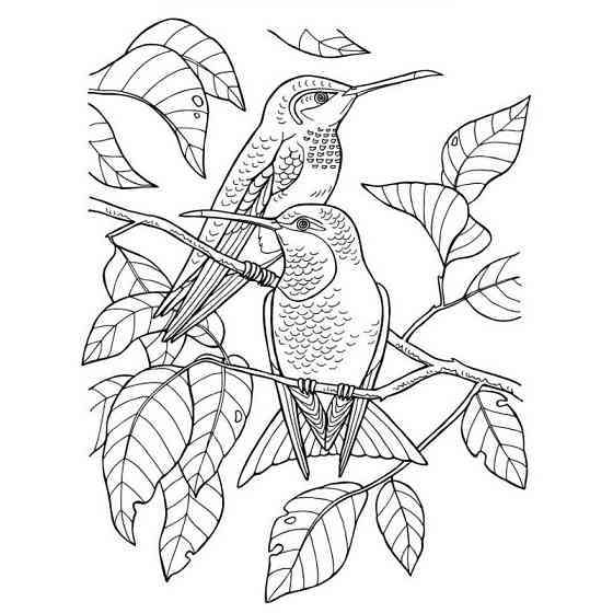 Большая книга раскрасок 