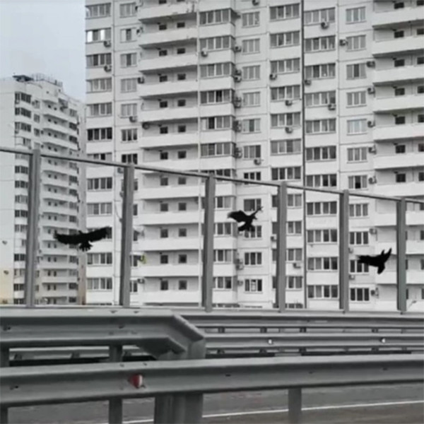 Наклейка на скло для відлякування птахів Дніпро - фото 3