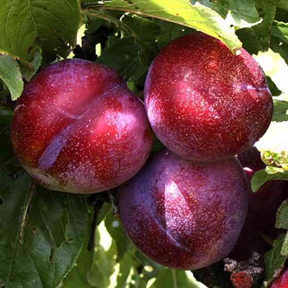 Саженцы диплоидной сливы Руби Кранч (привитый) - 1-летний Черновцы