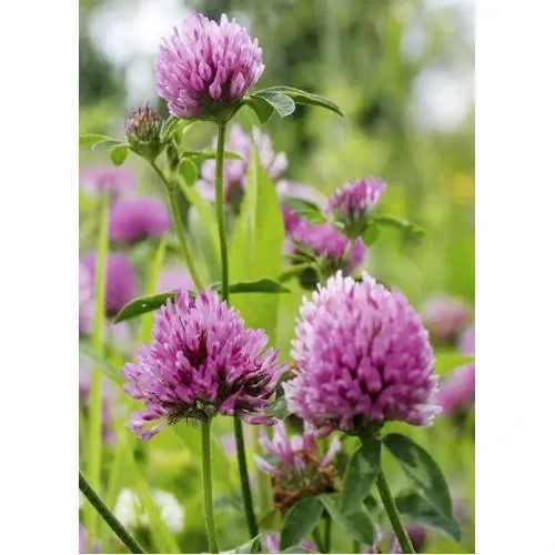 Конюшина лугова (Клевер луговой) трава 100г master sem Киев - изображение 2