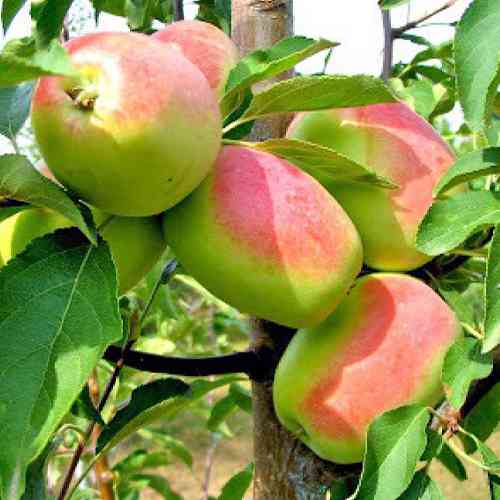 Саджанці яблуні Кандиль Синап (привитий) - 2-річний Чернівці