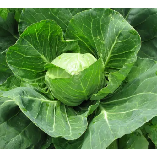 Капуста білоголова Голден Бол F1 супер-рання 20шт Професійне насіння Житомир