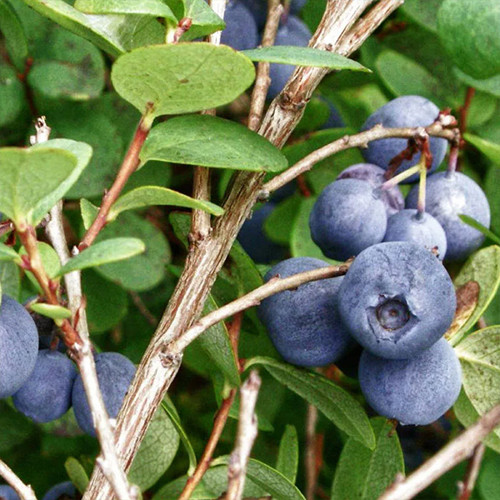 Саженцы голубики Бригитта Блу (черенкованный) - 2-летний Черновцы - изображение 1